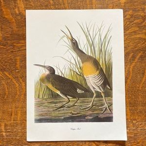 Vintage Audubon Birds of America Lithograph Print, Clapper Rail